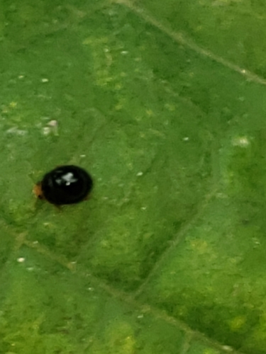 Whitefly Destroyer photo 2