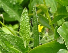 Plecia ruficollis