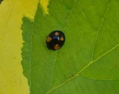 Harmonia axyridis