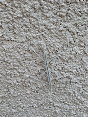 Parabacillus coloradus
