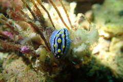 Phyllidia coelestis