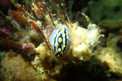 Phyllidia coelestis