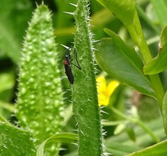 Plecia ruficollis
