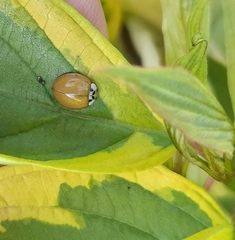 Harmonia axyridis