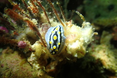 Phyllidia coelestis