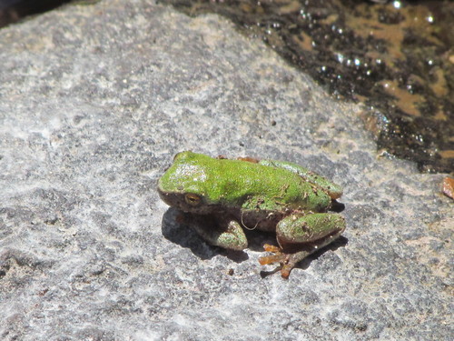 署名  forest_13 上传者 相关观察 什么科hylidae 观察者日期尺寸