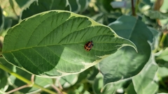 Harmonia axyridis