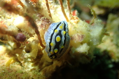 Phyllidia coelestis