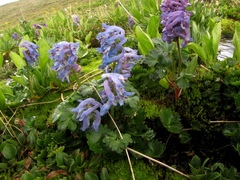 Corydalis pauciflora