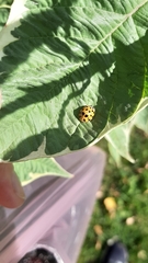 Harmonia axyridis