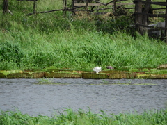 Victoria amazonica