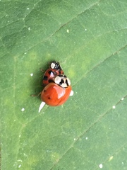 Harmonia axyridis