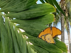 Danaus chrysippus dorippus