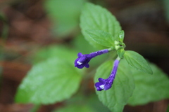 Scutellaria dumetorum