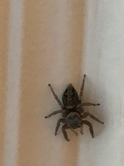 Salticidae