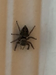 Salticidae