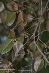 Magnoliopsida