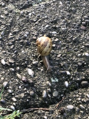 Gastropoda
