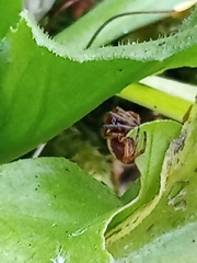 Singa nitidula
