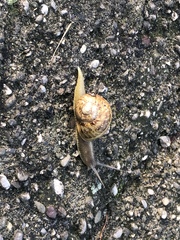 Gastropoda