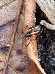 Singa nitidula