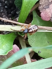 Singa nitidula