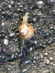 Gastropoda