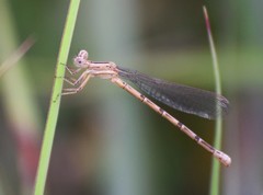 Argia funebris