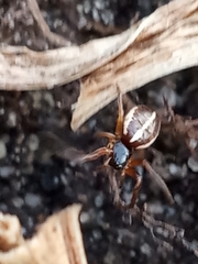Singa nitidula