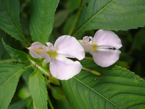 Impatiens burtonii