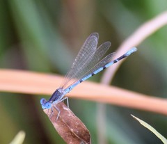 Argia nahuana