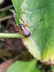 Singa nitidula