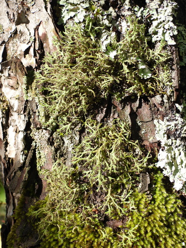Great Ciliated Lichen