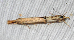 Agriphila vulgivagellus