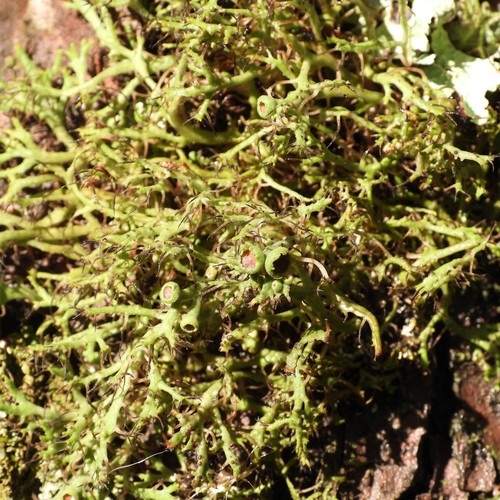 Great Ciliated Lichen