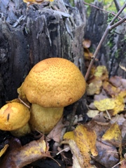 Gymnopilus junonius