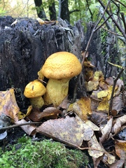 Gymnopilus junonius