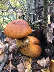 Gymnopilus junonius