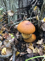 Gymnopilus junonius
