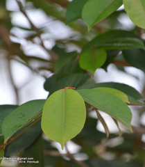 Magnoliopsida