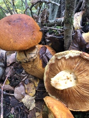Gymnopilus junonius