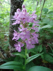 Platanthera grandiflora