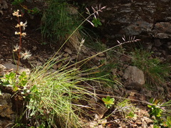 Festuca pseudodura