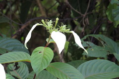 Mussaenda pubescens