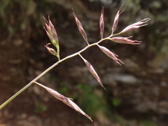 Festuca pseudodura
