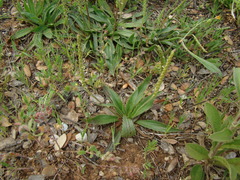 Plantago serraria