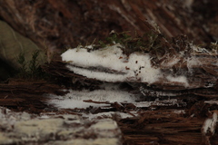 Trechispora mollusca