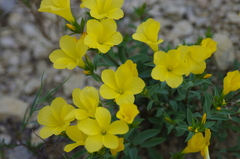 Linum campanulatum