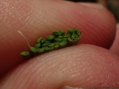 Festuca pseudodura