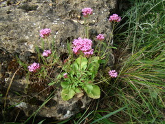 Centranthus macrosiphon